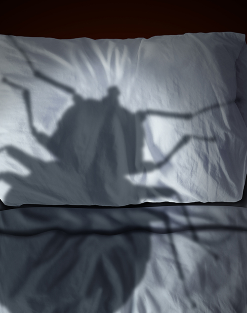 Effective Bed Bug Removal Kansas