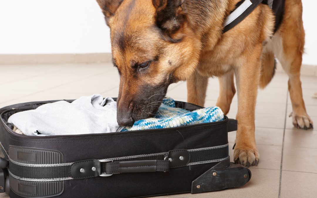 Bed Bug Sniffing Dogs