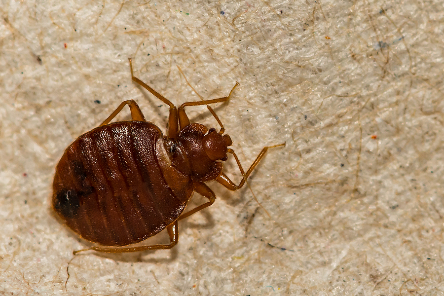 bed bug exterminator in Kansas