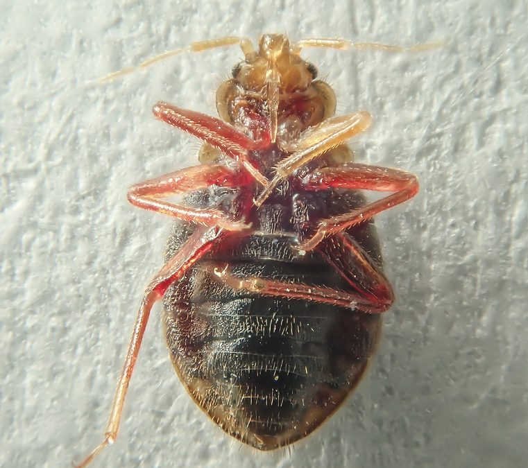 the war on bed bugs