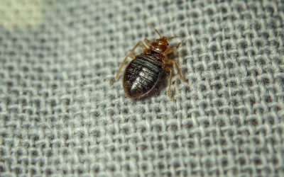 Do Bed Bug Traps Work?