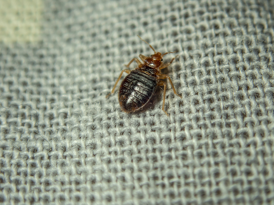 do bed bug traps work?